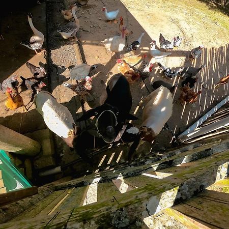 Saira Recanto De Serra Mulungu  Ngoại thất bức ảnh